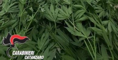 Coltivava marijuana tra le piante di pomodoro: arrestato 66enne nel Catanzarese